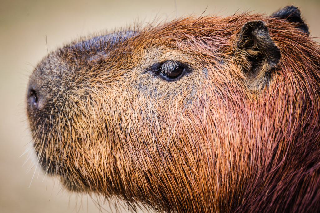 Wildlife Photography - Capybara's Portrait
