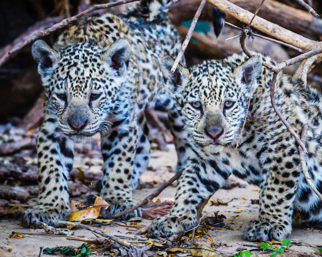 Baby Jaguars Portrait