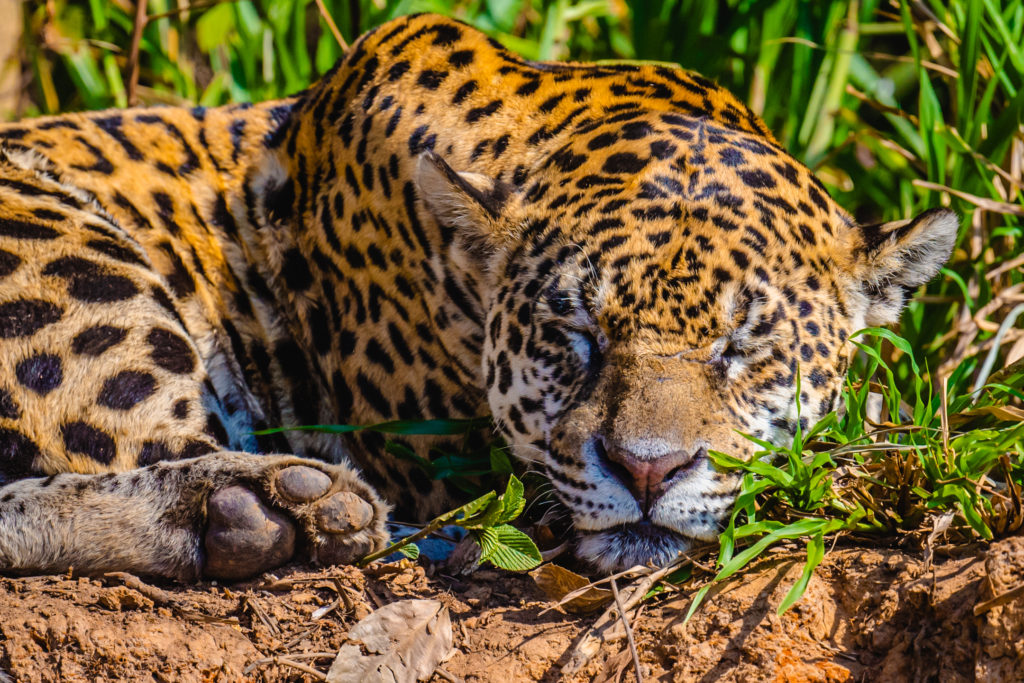 Photography of a Jaguar sleeping